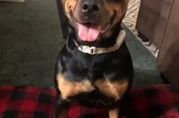 Help Find Our Lost Rottweiler in Pangburn!