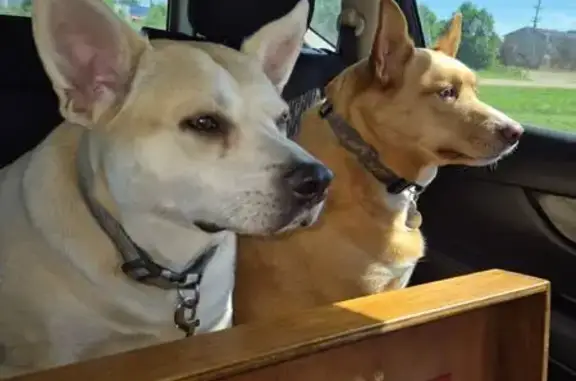 Lost Dog: Blonde Lab-Pit Mix, $200 Reward