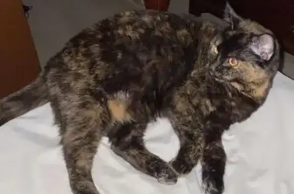 Lost Torty Cat: Black Collar, Skittish