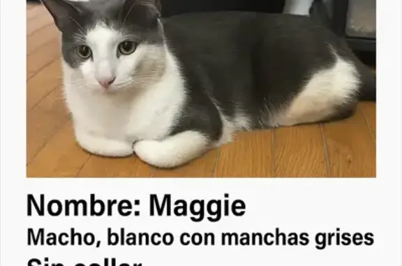 Lost Male Cat: White/Grey, 