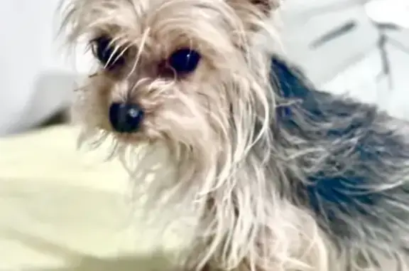 Lost Dog: Brown & Gray, 3.5 lbs, Chandler