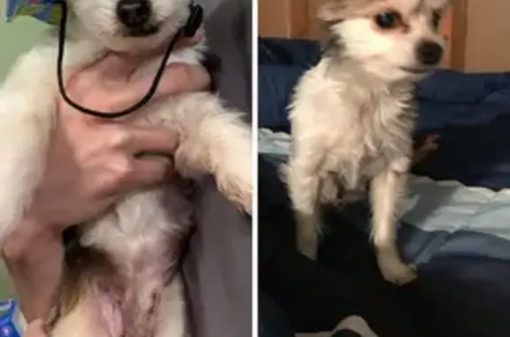 Blind Dog Missing: Watervliet, Red Arrow