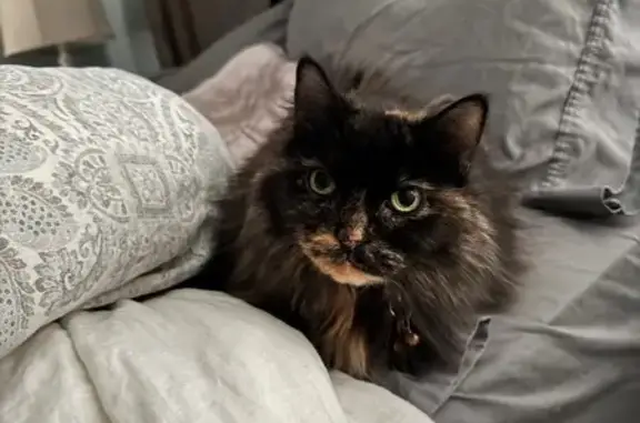 Lost Cat: Tailless, Brown & Tan, Green Eyes