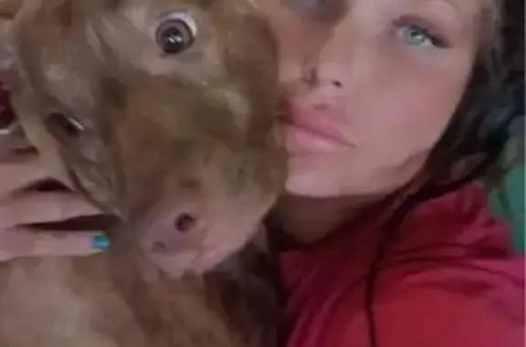 Lost Service Dog: Red Brindle, White Chest
