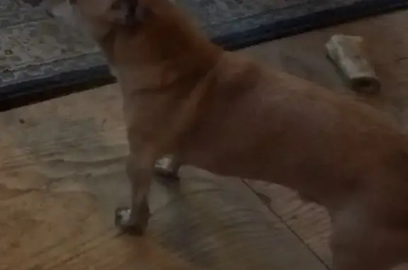 Lost Deer-Head Chihuahua: Help Find Him!