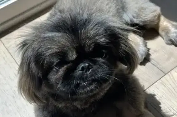 Missing dog Stateline, photo: Lost Dog Alert: Kawhi Missing in Tahoe