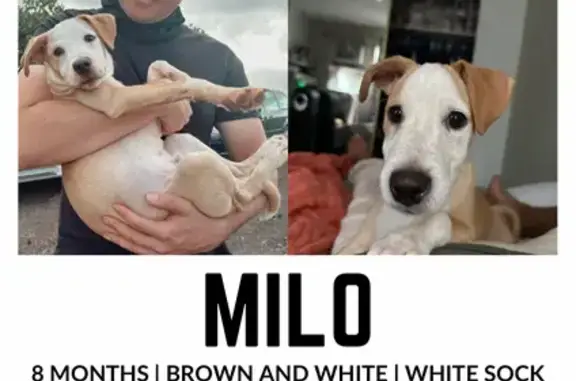 Missing dog , photo: Missing Tan & White Dog in Kunia, HI