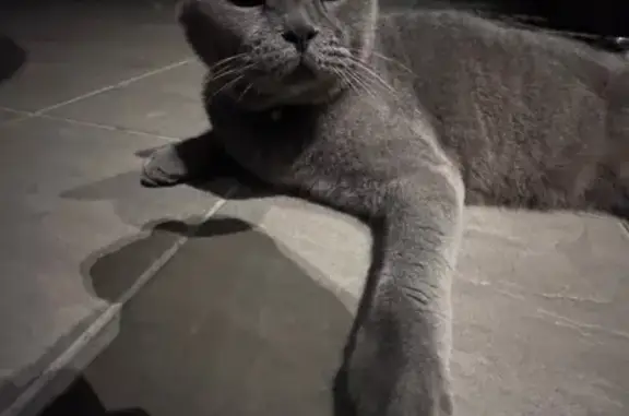 Lost Grey/Blue Cat, 11, Friendly, Green Collar