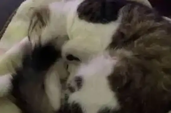 Lost Cat: Fluffy Mix on Silver Springs