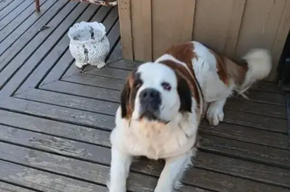 Lost Saint Bernard: Ozone, AR - Help!