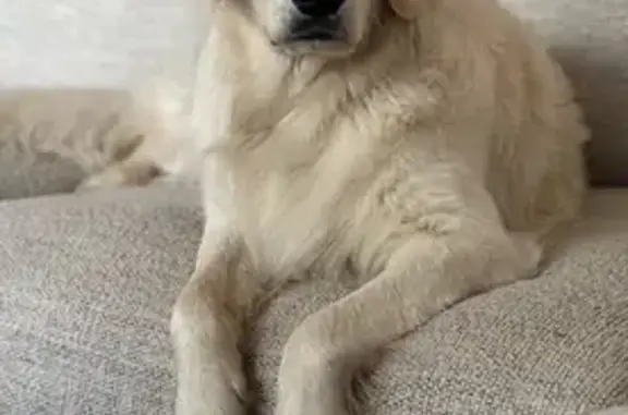 Lost English Cream Golden in New Albany