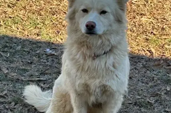Lost White Dog in Green Way Park, Graham