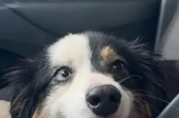 Found dog Moore, photo: Found Tri-Color Dog with ID Tags in Moore