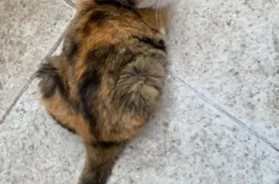 Chat perdu, Ussel, photo: Chatte tricolore perdue à Ussel