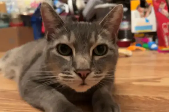 Help Find Shadow: Missing Grey Cat!
