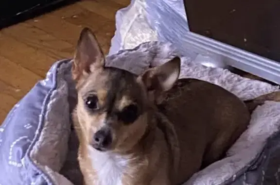 Lost Dog Maron: South Ave H, Chicago