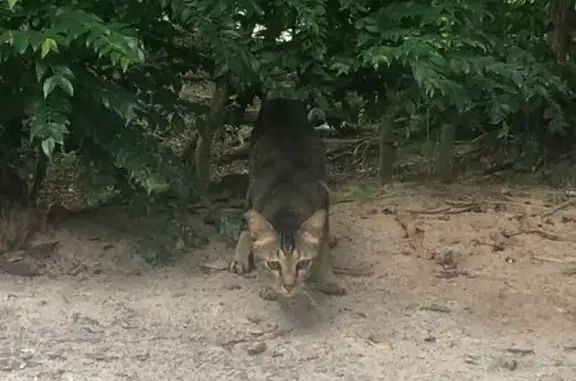 Found cat Singapore, photo: Found: Grey Cat with Blue Eyes Limping