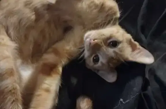 Lost Orange Tabby: Bent Tail, Sali Dr