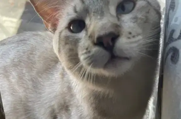 Animales perdidos , foto: ¡Gato Gris Perdido! Ayuda a Adelia a Encontrarlo