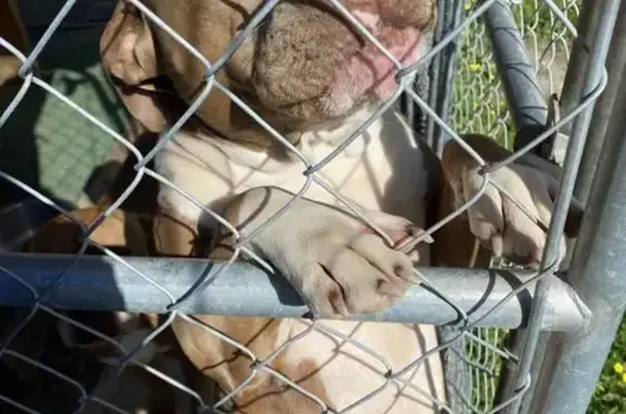 Lost and found pets Hitchcock, photo: Lost Dog on Bulldog Lane, Hitchcock