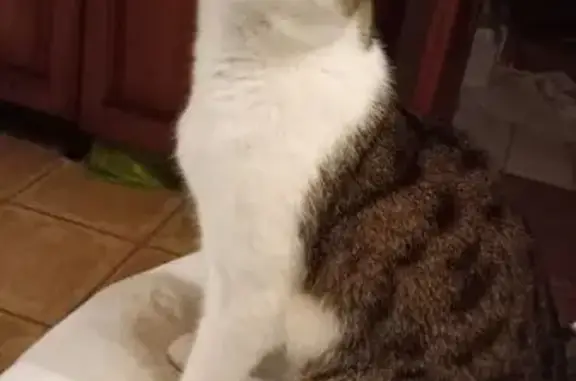 Chat perdu, , photo: Chat aveugle Rocket perdu aux Carroz