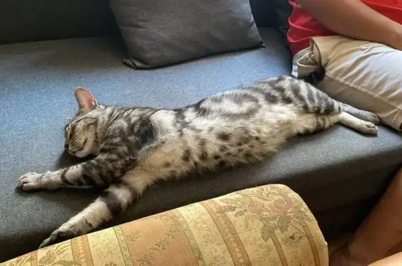 ¡Gato Gris Perdido! Herida en Oreja, Palma