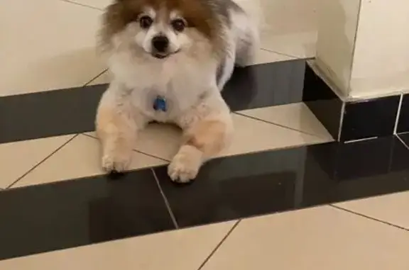 Lost pets , photo: Lost Tricolored Pomeranian on Brandon Ave
