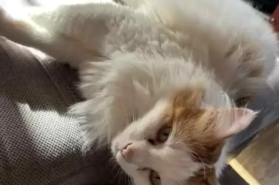 Animaux perdus , photo: Chat perdu : angora roux et blanc peureux