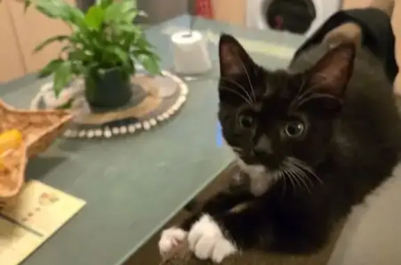 Missing cat , photo: Lost Kitten: Pistache Missing on Holloway Rd