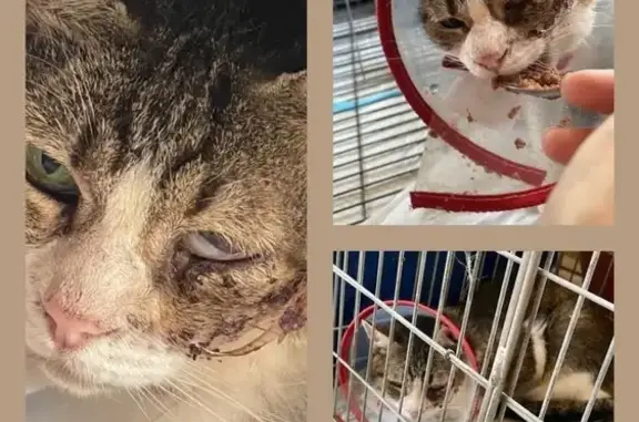 Gata Perdida: Necesita Atención Médica Urgente