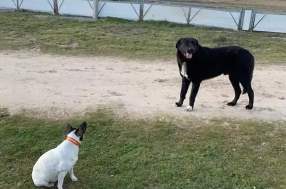 ¡Perro Perdido! Bolero en Olmedo