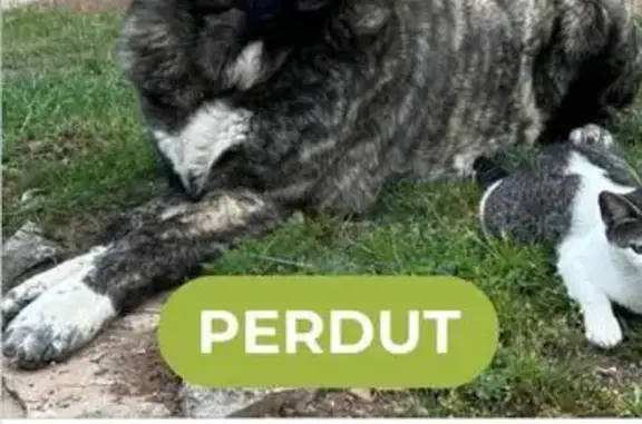 Perro Perdido: Mastín Atigrado en Cataluña