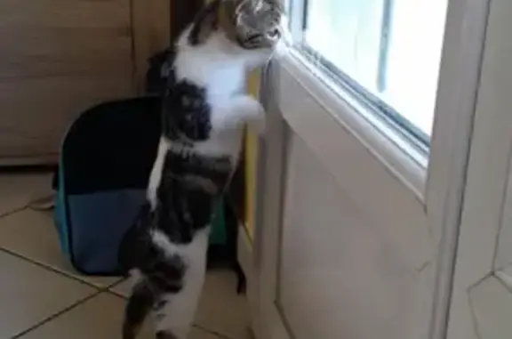 Chat perdu sans queue, Rue d'Anjou 27 - photo