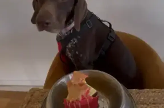 Perro perdido en Ambroz: arnés rojo, 25 kg