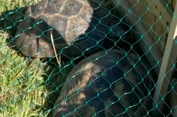 Animaux perdus Neuvic, photo: Perdu : tortue femelle 18 cm à Neuvic