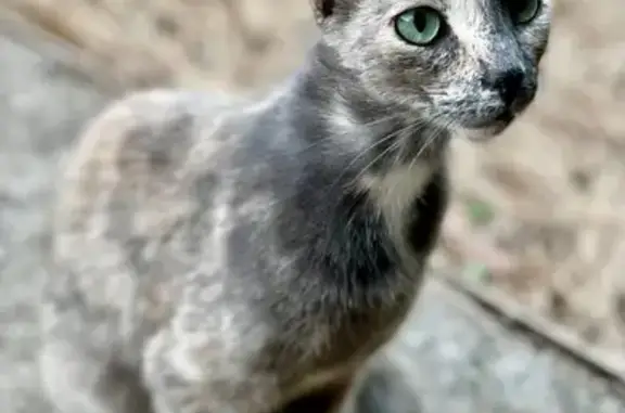 Chatte écaille perdue, boitante, Lignan-sur-Orb - photo