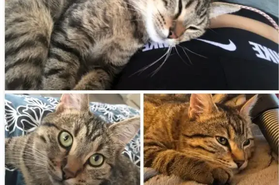 Animaux perdus Caen, photo: Chat européen tigré perdu à Caen