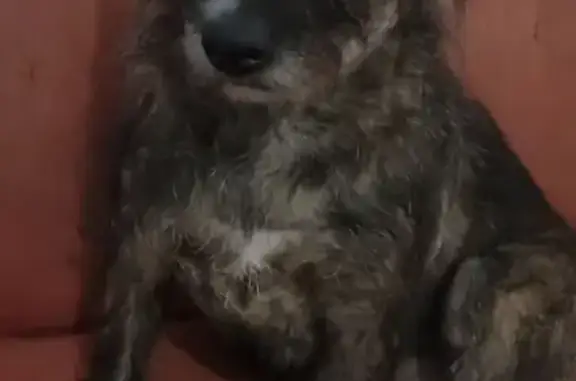 cachorro desaparecida