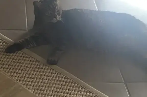 Chatte marron tigrée perdue à Genlis - photo