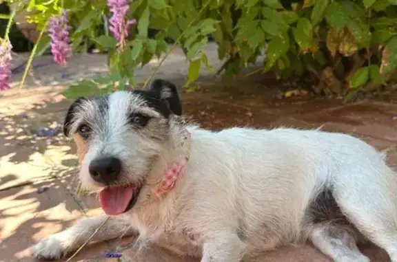 Jack Russel perdue, peureuse, Hyères - photo