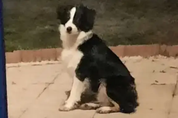 Chien Berger Américain perdu aux Sables-d'Olonne - photo