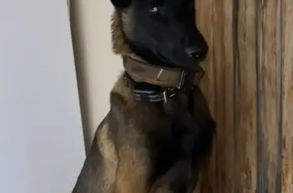 Chien perdu Saint-Hilaire-de-Riez, photo : Malinois 6 mois perdu à Saint-Hilaire-de-Riez