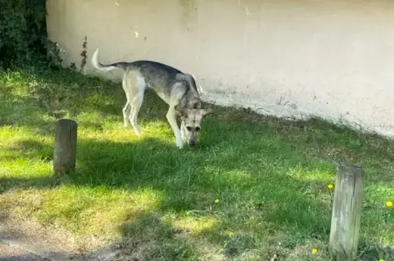 Chien type berger allemand trouvé à Montigny - photo