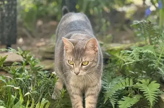 Animaux perdus Rezé, photo: Chat gris perdu, répond à son nom, Rezé