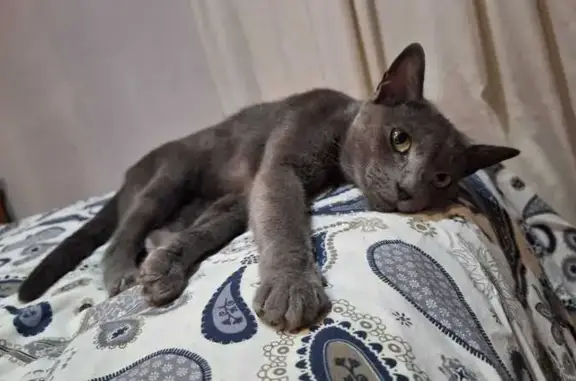 Gata Gris Perdida en Langreo: ¡Ayuda!