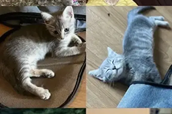 Chat gris tigré perdu à Champagne-sur-Seine - photo