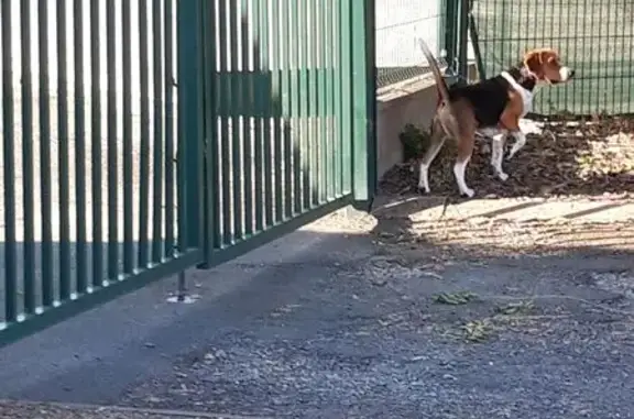 Beagle tricolore trouvé à Verrières-en-Anjou - photo