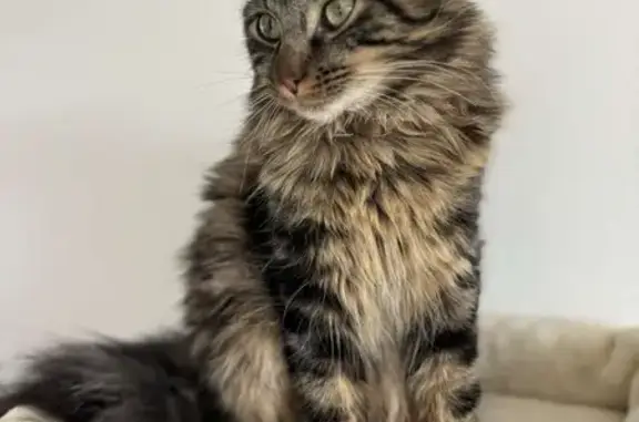 Chat perdu, marron tigré, Laurendrie - photo