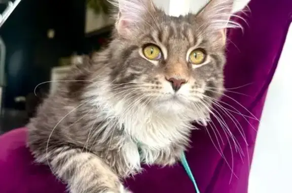 Chat perdu, gris/blanc tigré, Pontoise - photo