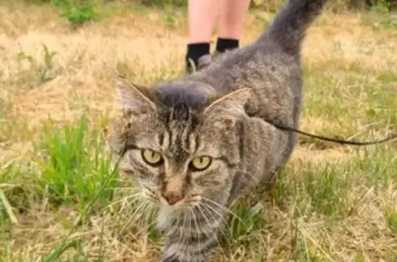 Chat perdu, Paimpont, photo: Chat perdu gris tigré à Paimpont